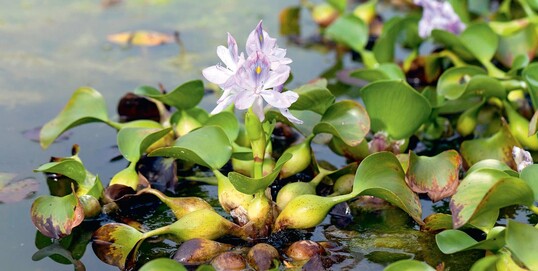 Wasserhyazinthe, Eichhornia crassipes