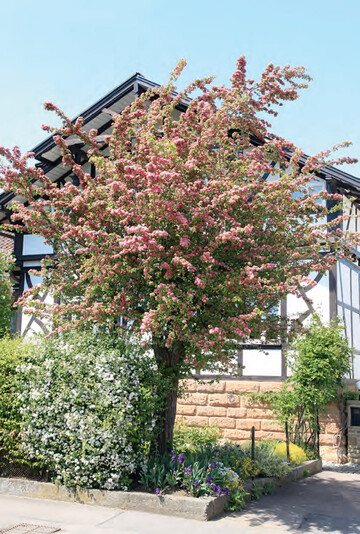 Crataegus x media Pauls Scarlet