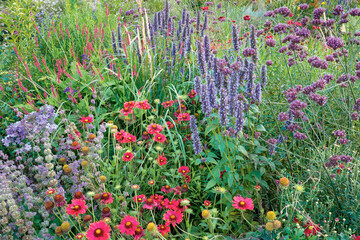 Prrie-Mischung Cobalt: Agastache  rugosa "Blue Fortune", Gaillardia  grandiflora "Burgundy", Persicaria amplexicaulis-Hybride, Salvia verticillata "Purple Rain", Verbena bonariensis