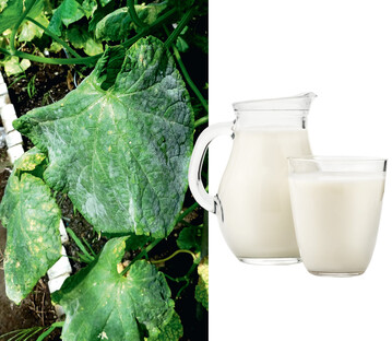 An mit Echtem Mehltau befallener Weinrebe soll mit Wasser verdnnte Roh-Milch eine Wirkung zeigen.