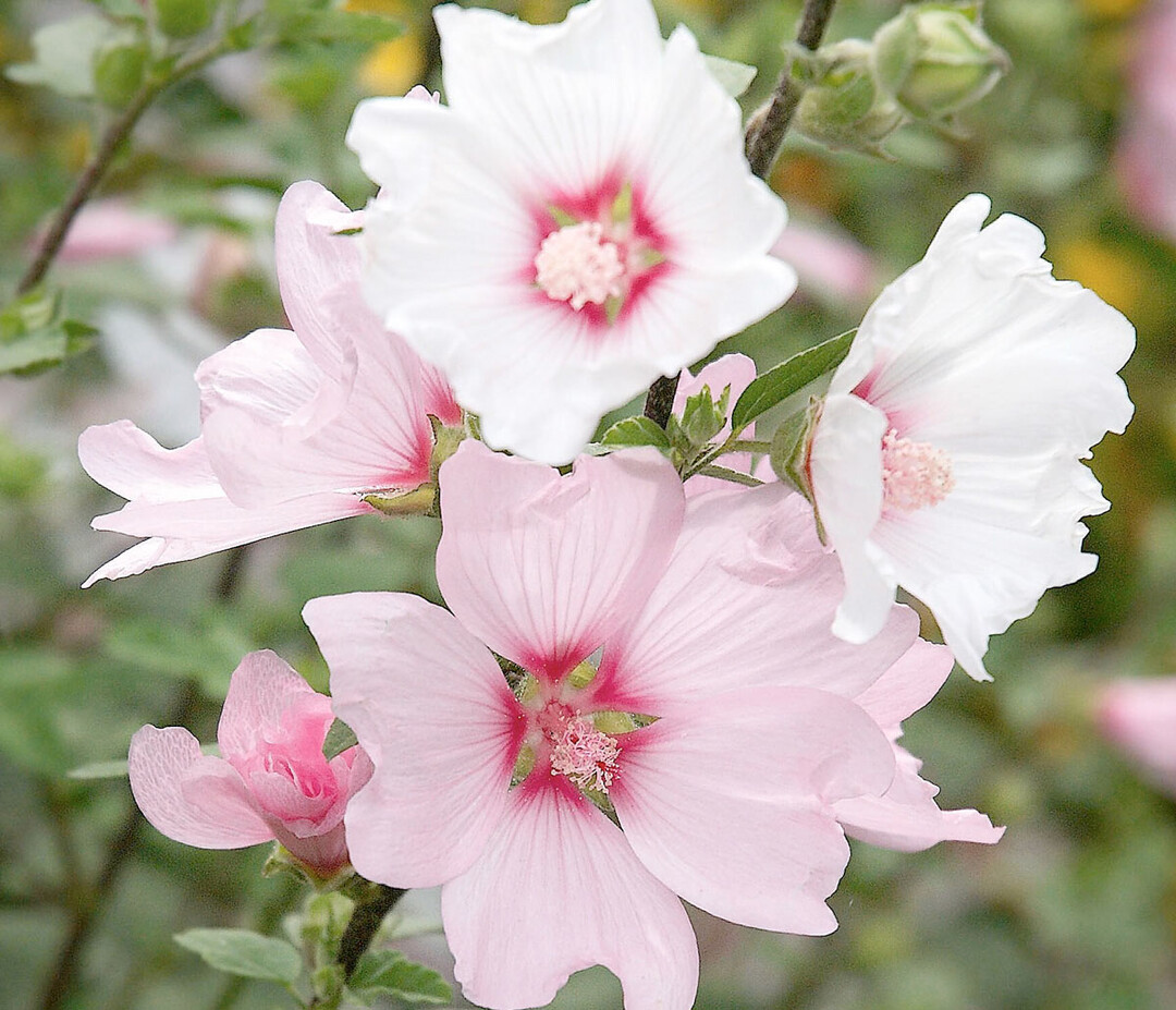Strauchmalven, Malva (Syn. Lavatera)