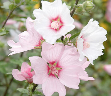 Strauchmalven, Malva (Syn. Lavatera)
