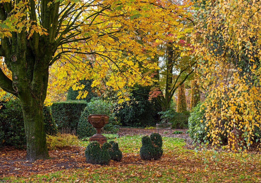 Farbenfroher Herbst im Arboretum mit Rosskastanie, Buchsfiguren und Terrakotta-Pokal