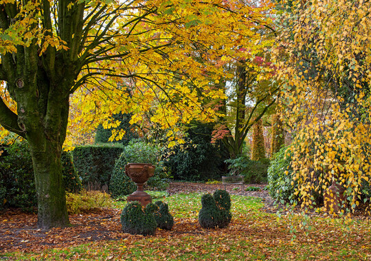 Farbenfroher Herbst im Arboretum mit Rosskastanie, Buchsfiguren und Terrakotta-Pokal