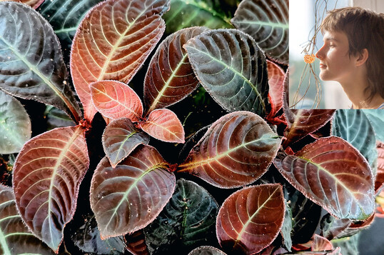 Hoffmannia refulgens