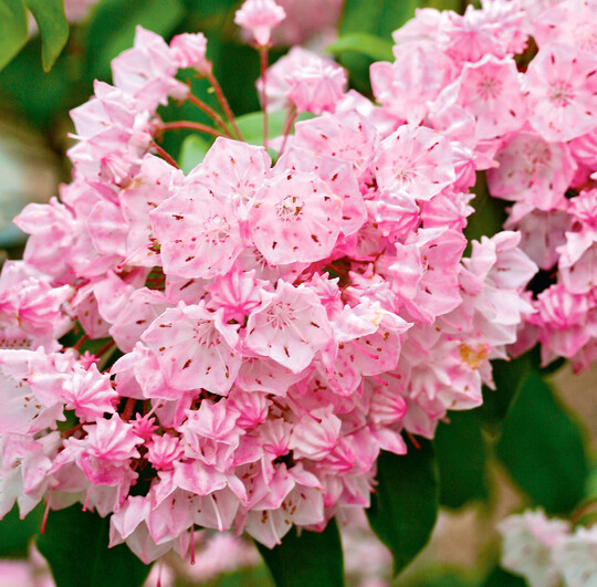 Kalmia latifolia