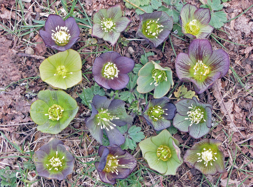 Die Blütenfarben innerhalb einer kleinen lokalen Helleborus-Population können stark variieren, wie hier in Montenegro.
