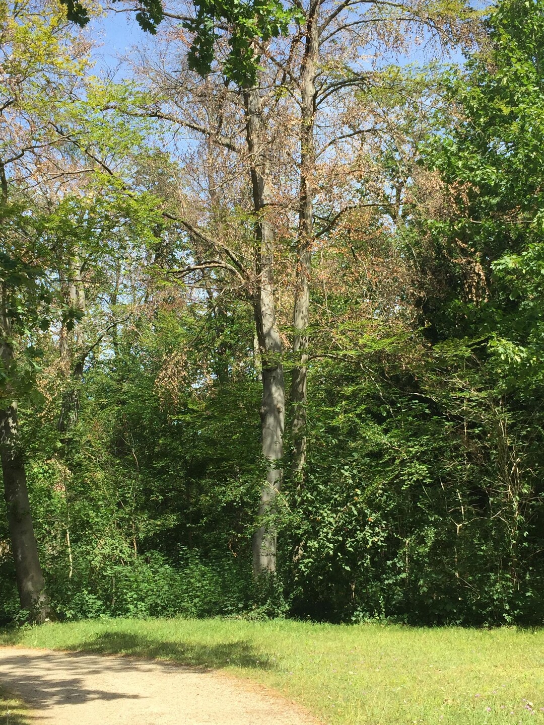 Der Klimawandel zeigt inzwischen auch in den Schlossgrten dramatische Folgen, wie hier im Schossgarten Schwetzingen.
