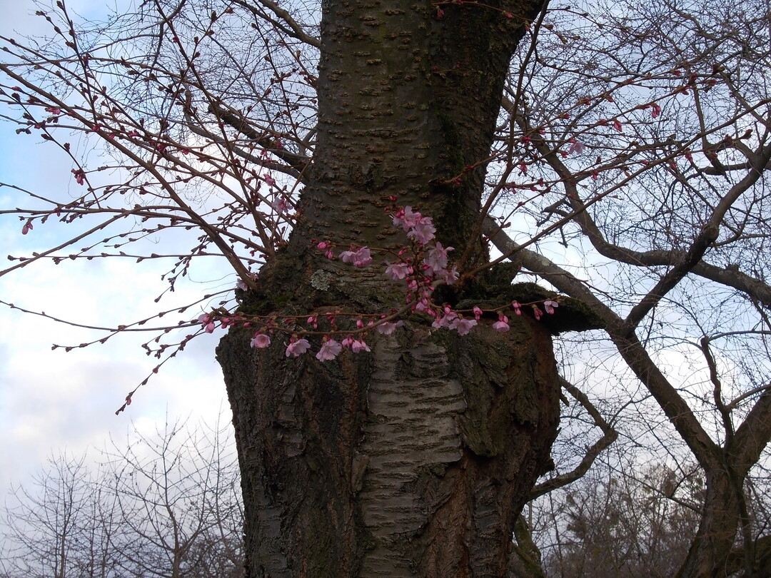 Die ersten Kirschblüten im Schwetzinger Schlossgarten am 8. März 2019.