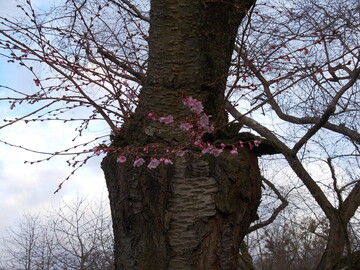 Die ersten Kirschblten im Schwetzinger Schlossgarten am 8. Mrz 2019.