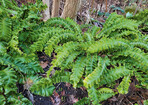 Asplenium scolopendrium