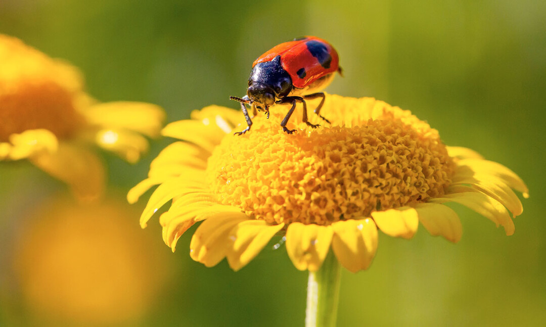 Die Korbblüten der Färberkamille sehen aus wie eine einzelne Megablume, sind aber konstruktiv gesehen Blütenstände. Als Gast: Sackkäfer (Clytra).