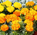 9 Tagetes ’Endurance’ F1