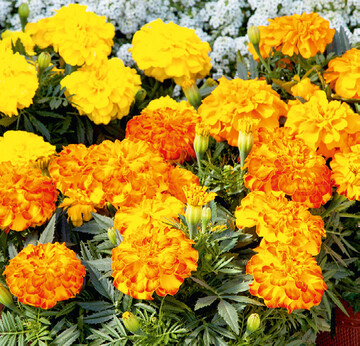 9 Tagetes Endurance F1