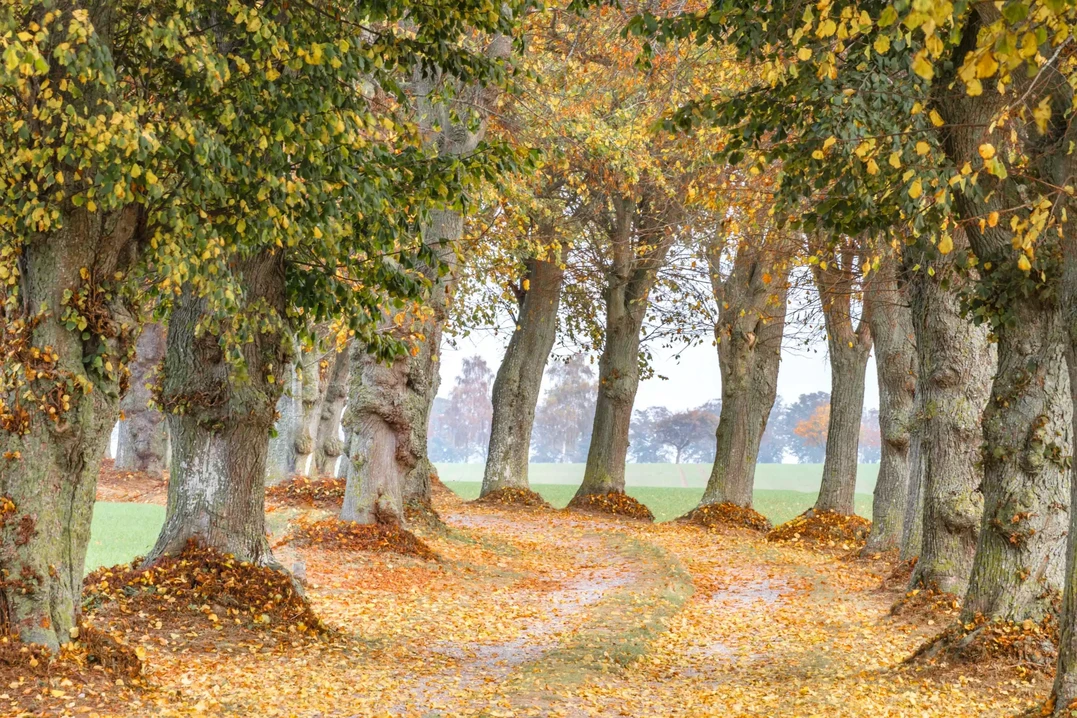 3. Platz: Allee Bisdorf in Mecklenburg-Vorpommern