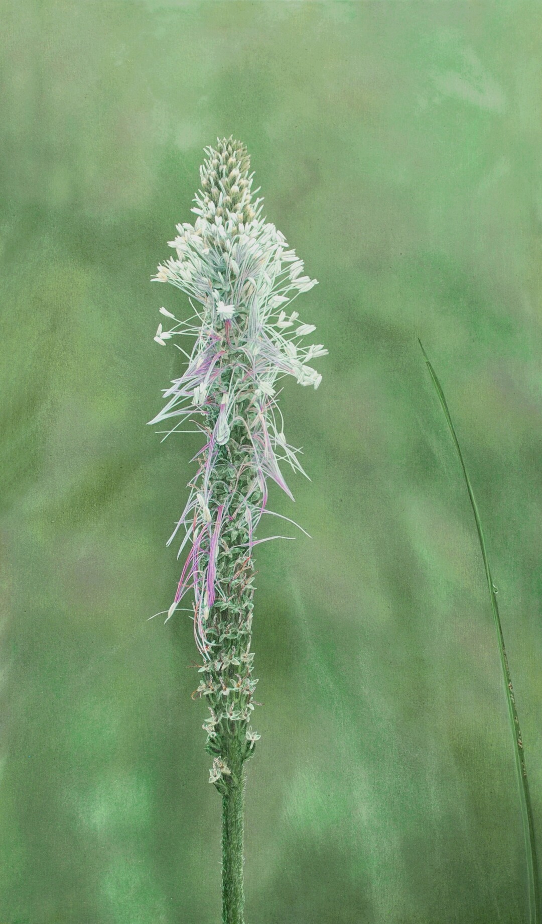 Der Mittlere Wegerich ist eine verbreitete Wildblume auf frnkischen Wiesen und auch nach dem Regen noch eine Schnheit.