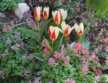 Tulipa kaufmanniana Johann Strauss mit Hohlem Lerchensporn (Corydalis cava)