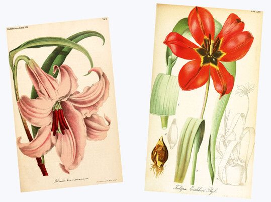 Lilium kramerianum (L. japonicum, Illustrirte Garten-Zeitung 1874 nach FloralMagazine) rechts: Tulipa eichleriana Rgl. (Erstbeschreibung Gartenflora 1874)