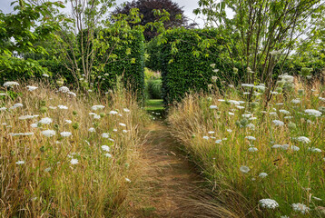 Ein gemhter Weg fhrt durch eine hohe Wildblumenwiese mit Daucus carota, die sich fortwhrend selbst ausst, hin zurformalen Hecke aus Prunus lusitanica, die den Grass Garden umgibt.