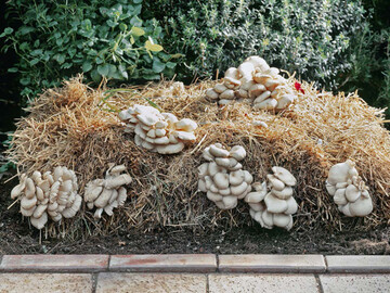 Pilze wie diese Austernseitlinge knnen im Garten auf Strohballen kultiviert werden. 