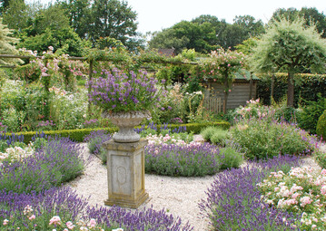 In den sonnigen Beeten des Romantischen Gartens blhen ppig rosafarbene Beetrosenneben violettem Lavendel (Lavandula angustifolia).