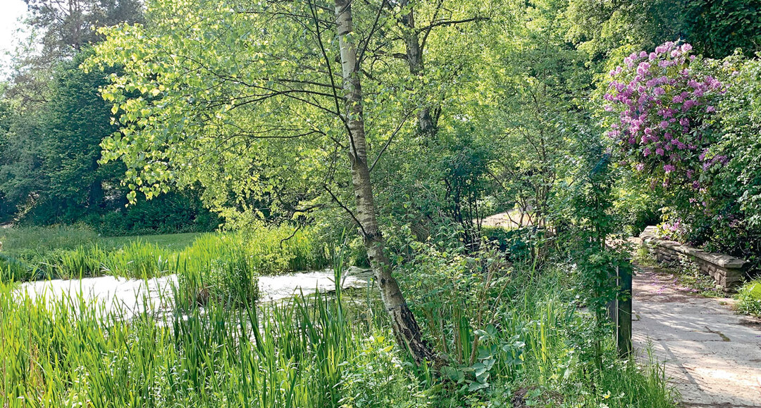 Birke und Teich im „Tiefental”