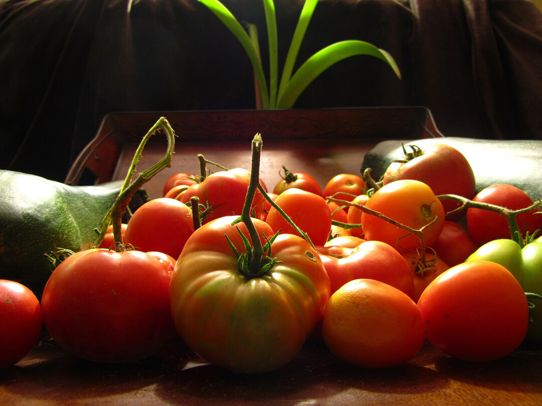 Tomaten