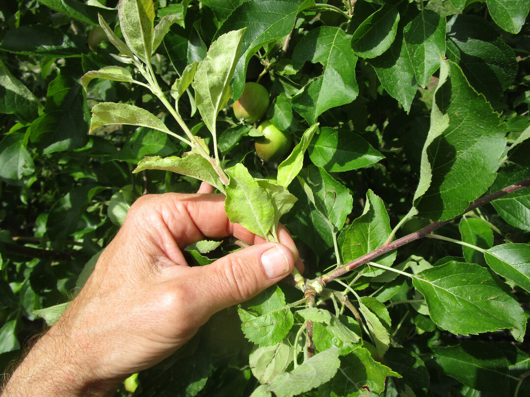 Mehltauriss bei einem befallenen Apfeltrieb
