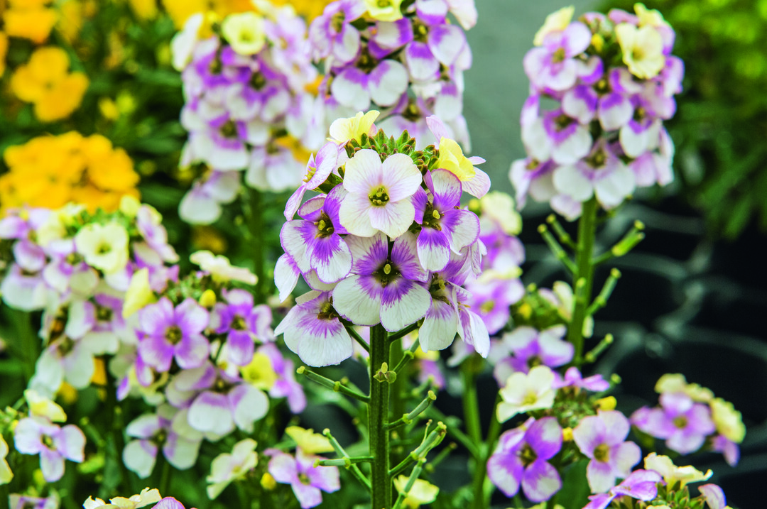 Erysimum "Winter Charme"
