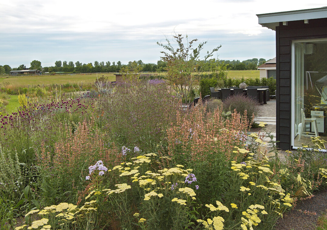 Von der Terrasse aus überblickt man Jelles wilde Pflanzungen mit Achillea ‘Credo’, Agastache ‘Kolibri’, Salvia argentea, Phlox ‘Morgengrauen’, Allium sphaerocephalon und Verbascum.
