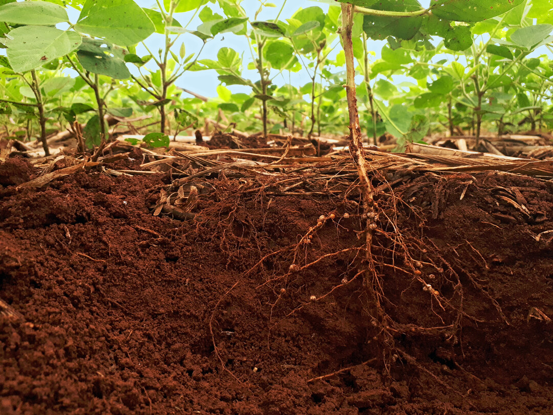 Pflanzen k�nnen �ber ihre Wurzeln Schadstoffe aus dem Boden aufnehmen