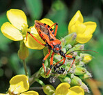 Die Rote Mordwanze lauert in Blüten auf Beute, geht aber auch aktiv auf die Jagd.
