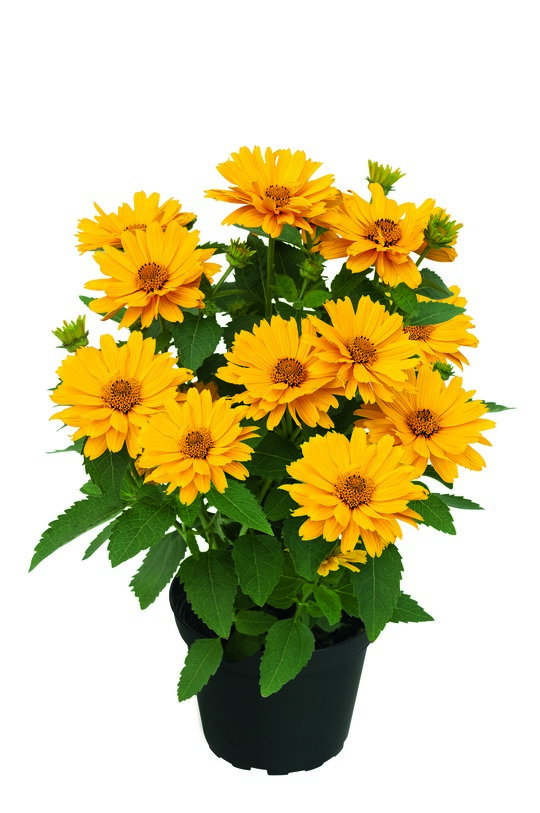 Heliopsis "Sole Giatto" als das reichbltigste Sonnenauge der Solo-Serie mit leicht gefllten Blten