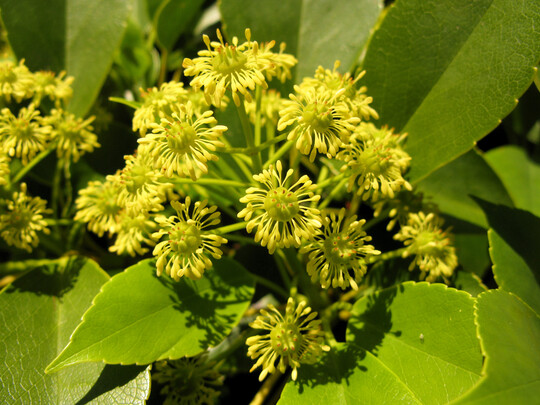 Trochodendron aralioides: Die Blte ist unscheinbar. Der deutsche Name Radbaum bezieht sich auf die radfrmig angeordneten Staubbltter.