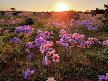 Superbloom mit Leucocoryne purpurea in der Atacama-Wste, Chile
