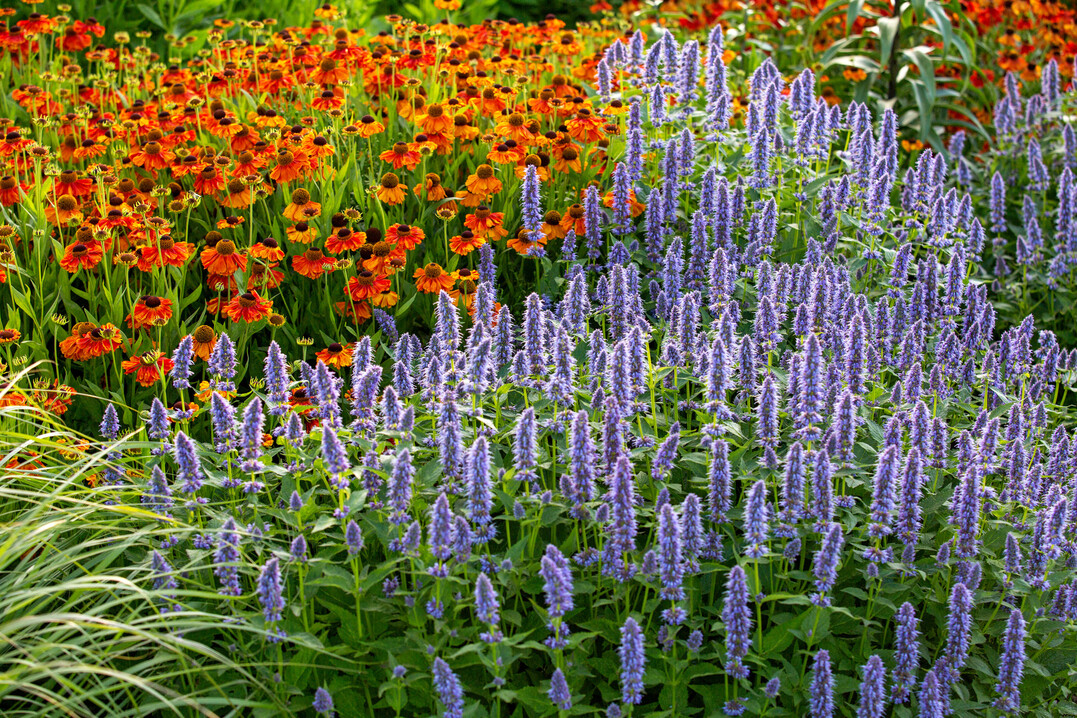 Agastache rugosa "Blue Fortune" besticht durch lange Blütezeit und stabilen Wuchs, hier mit Helenium "Waltraut".