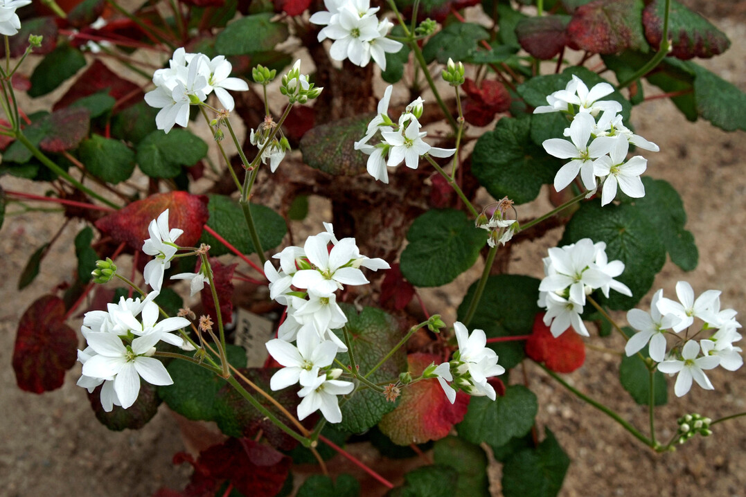 Pelargonium odoratissimum wird auch Apfelpelargonie genannt, da die Bltter nach Apfel duften.