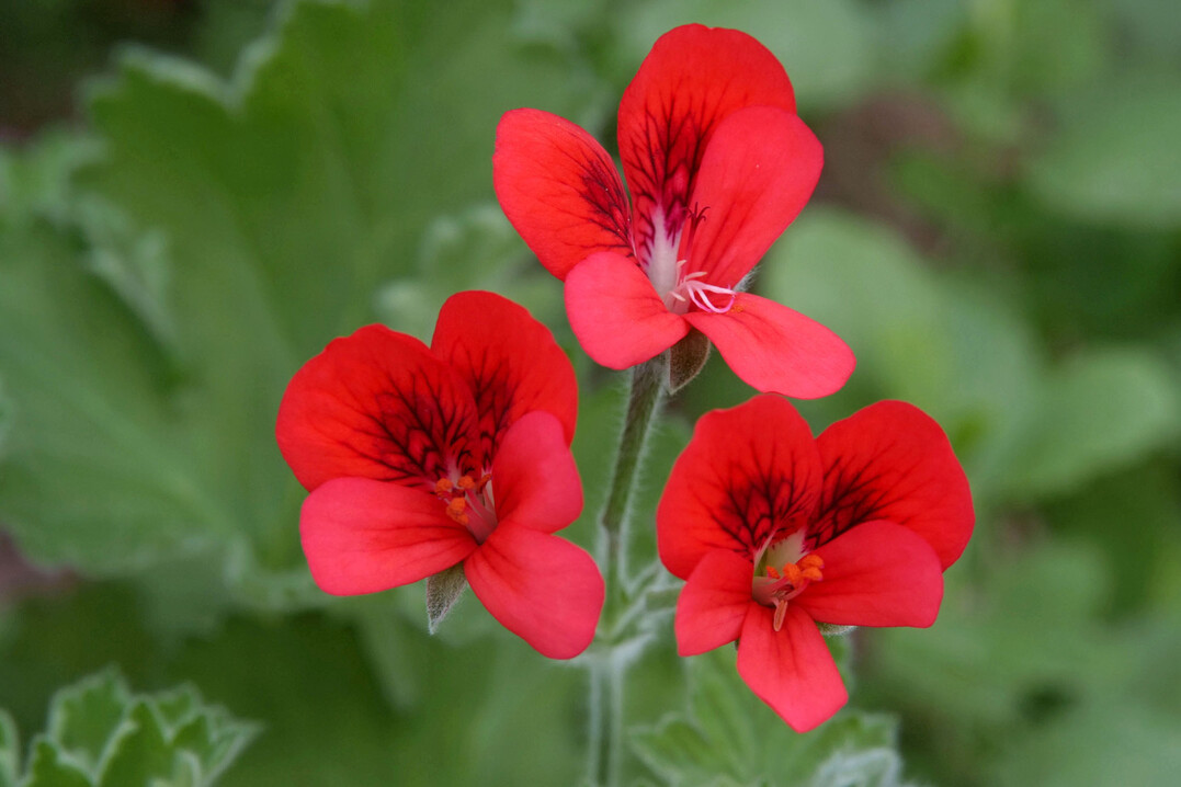 Pelargonium bicolor ziert eine schwarze Zeichnung auf den roten Bltenblttern.