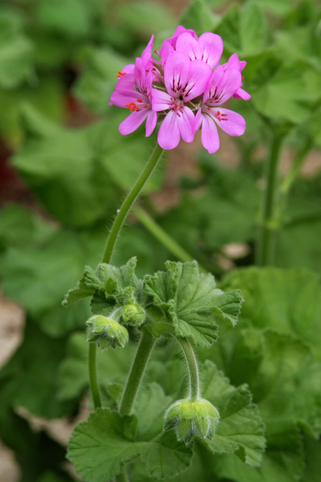 Pelargonium capitatum wchst entlang der sdafrikanischen Kste und wird auch als Rosengeranie bezeichnet.