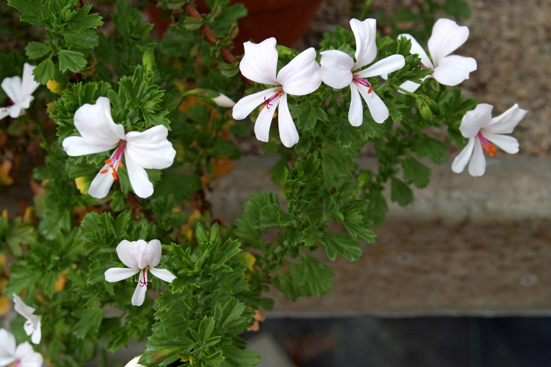 Pelargonium cotyledonis stammt von der Insel Helena und fllt durch fast radir angeordnete Bltenbltter auf.