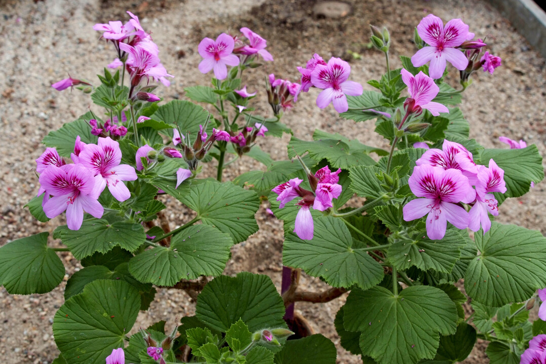 Pelargonium cucullatum subsp. strigifolium kommt vor allem an Hngen des Tafelberges ber 300 m Hhe vor. 