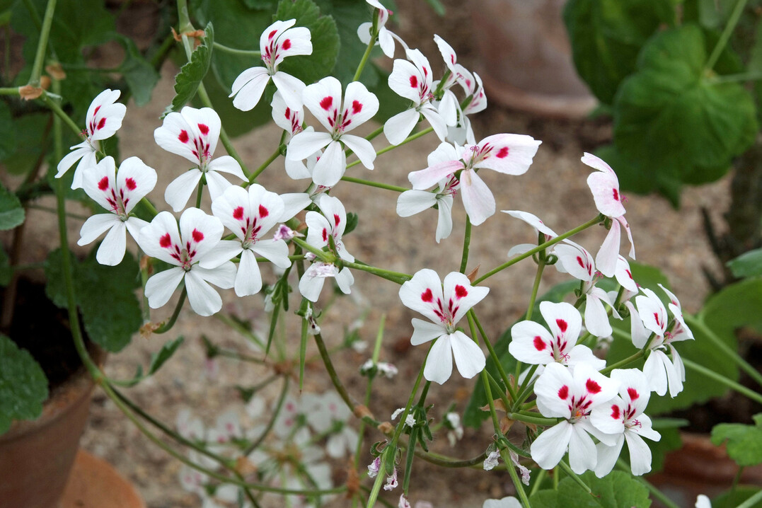 Pelargonium echinatum wurde 1795 erstmals beschrieben und kann Wuchshhen von 60 cm erreichen.
