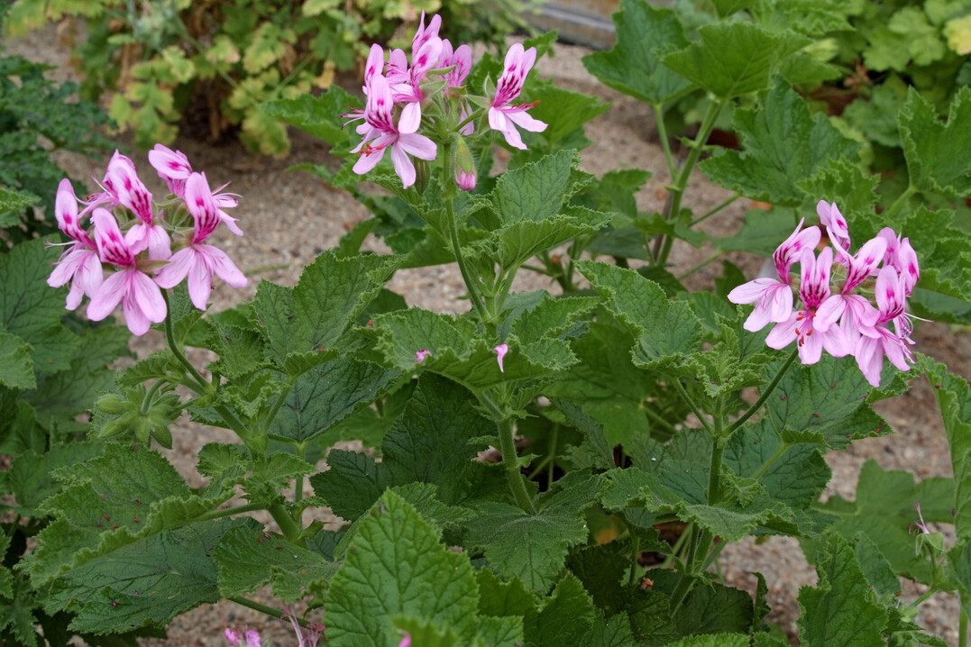 Pelargonium glutinosum fllt durch die krftig rosafarbene Zeichnung auf helleren Blten auf.