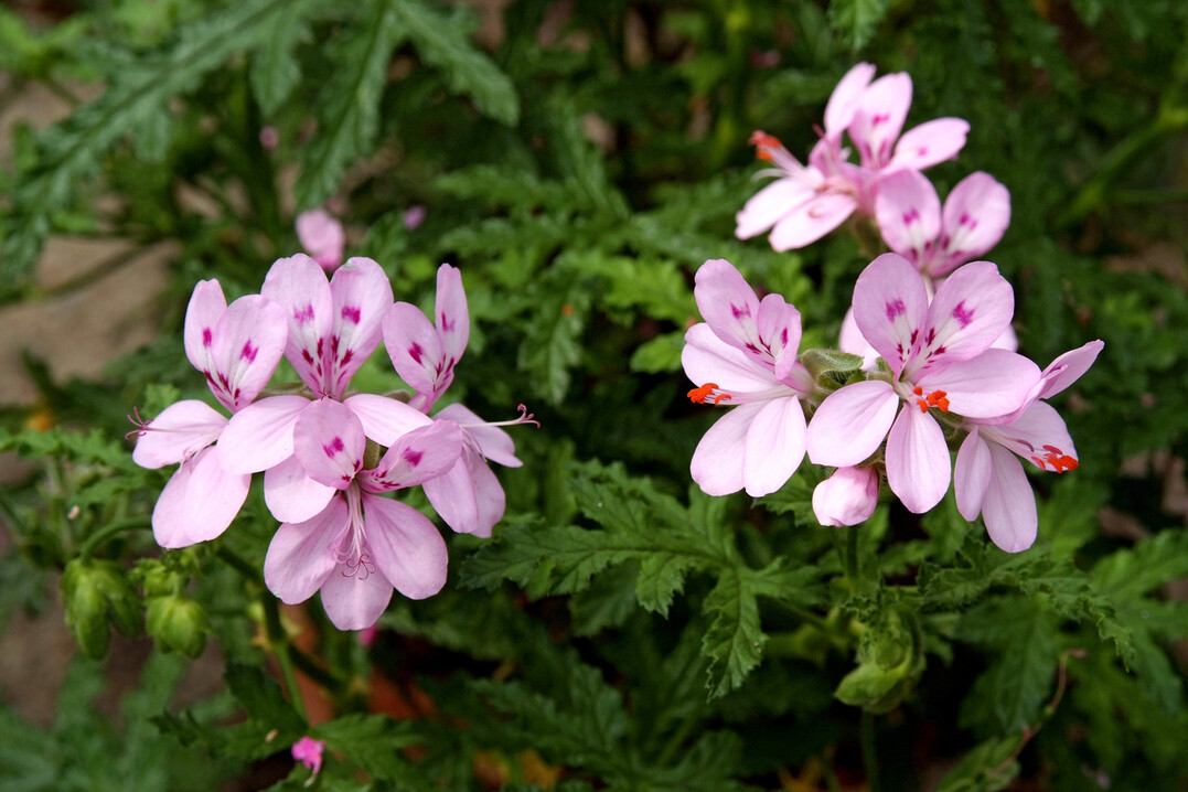 Pelargonium hermanniaefolium blht von September bis April und besiedelt bergige Lebensrume am Kap Sdafrikas.