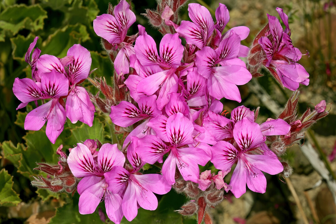 Pelargonium cucullatum kann 1 bis 2 m hoch werden und wurde auch zur Zchtung von blhfreudigen Edelpelargonien verwendet.