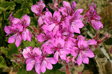 Pelargonium cucullatum kann 1 bis 2 m hoch werden und wurde auch zur Zchtung von blhfreudigen Edelpelargonien verwendet.