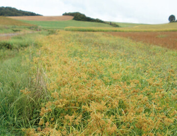 Cyperus esculentus, die Erdmandel, als Unkraut in der Weststeiermark.