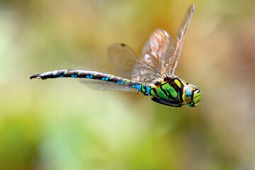 Die Blaugrne Mosaikjungfer (Aeshna cyanea) ist die hufigste Grolibelle am Gartenteich.