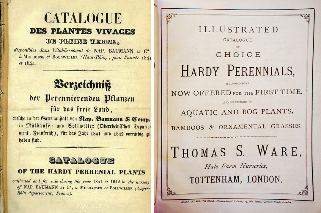 l.: Vielleicht der älteste Staudenkatalog: Baumann 1841 r.: Schon regelmäßig erschienen: Staudenkatalog von Thomas Ware 1878