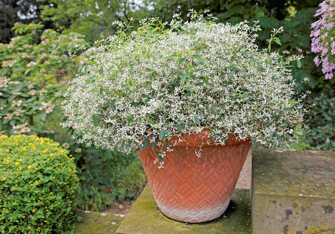 E. hypericifolia ‘Diamond Frost’